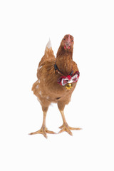 Brown hen standing with red ribbon on neck.