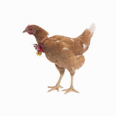 Side view of brown hen standing with red ribbon.