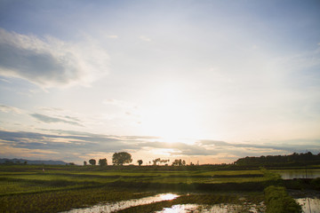 Fototapeta premium Evening sun light on wide field in the farming season
