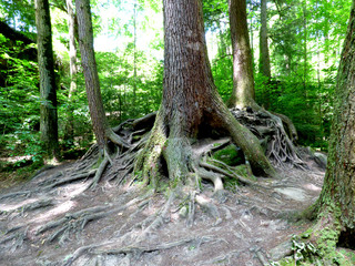 Rooted