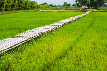 Bamboo bridge (Phukareang) crossing rice field at NakhonNayok