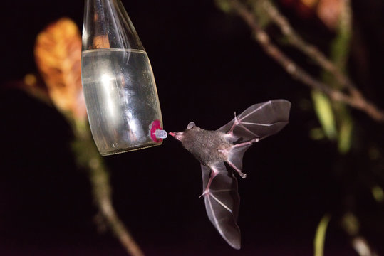 Morcego (mam&iacute;fero) | Bat