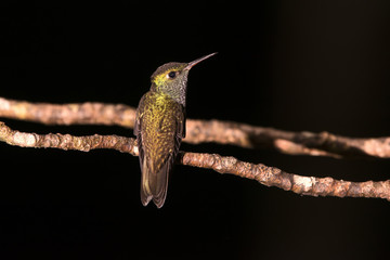 Beija-flor-de-banda-branca (Amazilia versicolor) | Versicolored Emerald