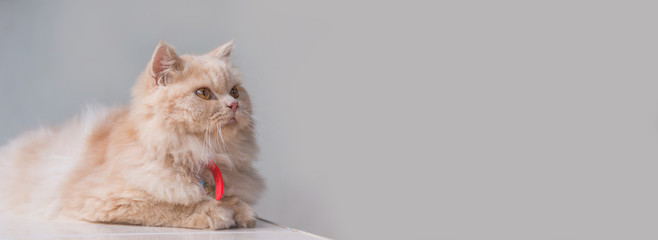 Persian cat looking space © boat