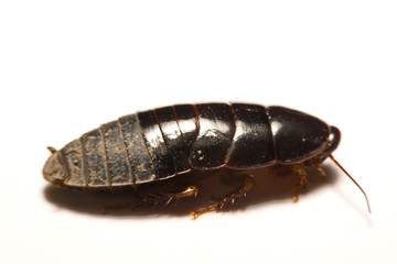 Australian giant burrowing cockroach on white background