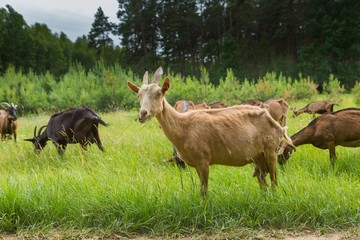 Goats grazing on grass. Farm animals.