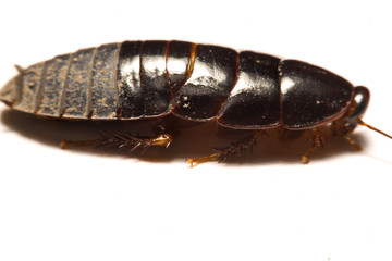 Australian giant burrowing cockroach on white background