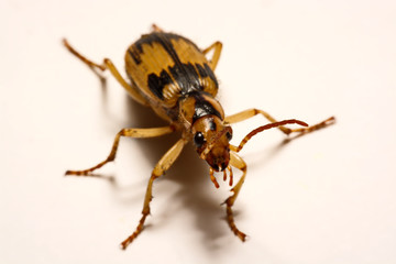 Bombardier beetles on a smooth background.