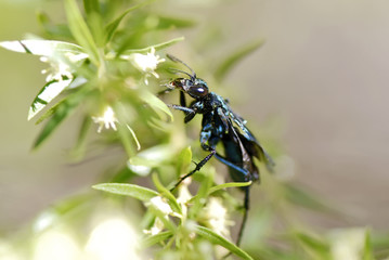 Vespa-caçadora-ruficornis (Pepsis ruficornis) | Wasp-hunter