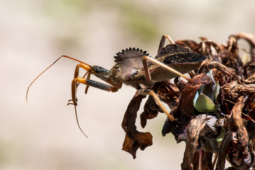 Percevejo-de-crista (Arilus carinatus) | Wheel  bug
