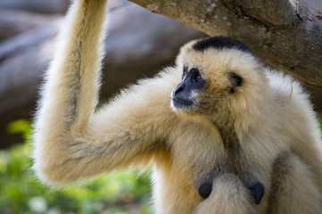 Fototapeta premium Image of white-cheeked gibbons on nature background. Wild Animals.