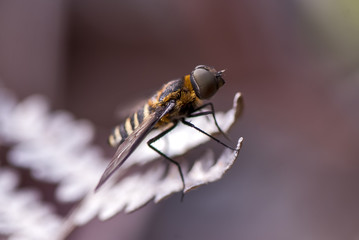 Mutuca de cavalo (Tabanus bovinus) | Horse Fly