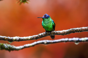 Beija-flor-de-fronte-violeta (Thalurania glaucopis) | Violet-capped Woodnymph