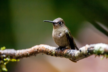 Beija-flor-cinza (Aphantochroa cirrochloris) | Sombre Hummingbird