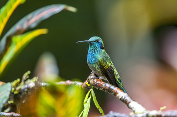 Beija-flor-de-orelha-violeta (Colibri serrirostris) | White-vented Violetear 