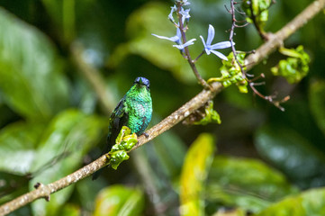 Beija-flor-de-fronte-violeta (Thalurania glaucopis) | Violet-capped Woodnymph