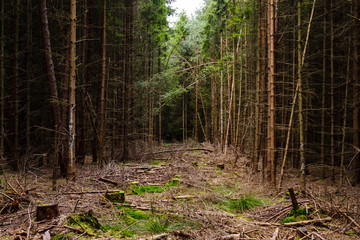 Fallen trees in a dense forest. Cleaning of the forest.