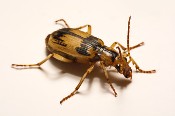 Bombardier beetles on a smooth background.