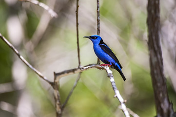 Saíra-beija-flor (Cyanerpes cyaneus) | Red-legged Honeycreeper 