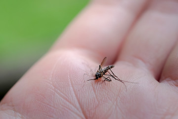 mosquito close up on background