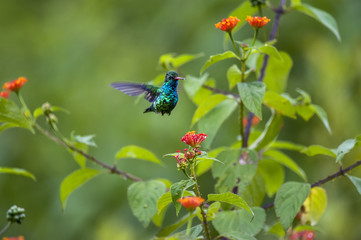 Besourinho-de-bico-vermelho (Chlorostilbon lucidus) | Glittering-bellied Emerald