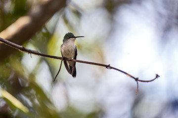 Beija-flor-de-fronte-violeta (Thalurania glaucopis) | Violet-capped Woodnymph