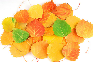 colorful autumn leaves background