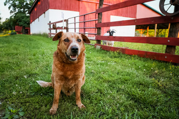 Farm dog watching over the goat pen by the red barn