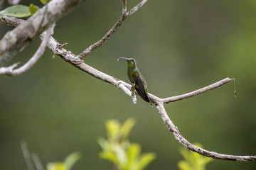 Beija-flor-de-bico-curvo (Polytmus guainumbi) | White-tailed Goldenthroat