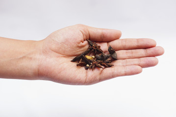 Spices On Hand Over White Background