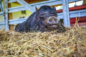 Big pot bellied black pig on a farm