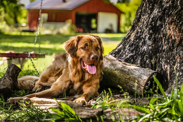 Farm dog on a lazy day on the farm with a red barn behind him