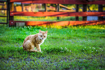 Naklejka na ściany i meble Farm cat on a sunny day in front of a red fence