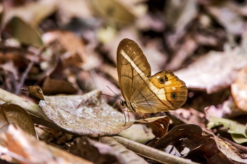 Borboleta-Vidro-rasteiro (Pierella nereis) | Pierella nereis butterfly
