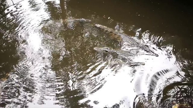 Alligator swimming in a pond on the farm.