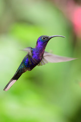 Hummingbird(Trochilidae)Flying gems