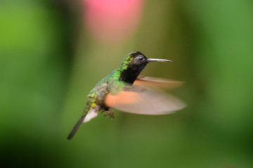 Hummingbird(Trochilidae)Flying gems