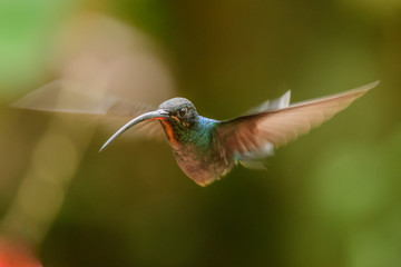 Hummingbird(Trochilidae)Flying gems