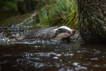 Badger in forest creek. European badgerforest swimming in the water, animal in the nature forest habitat, Germany, central Europe. Wildlife scene from nature. Mammal in the water. (Meles meles)
