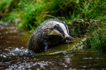 Badger in forest creek. European badgerforest swimming in the water, animal in the nature forest habitat, Germany, central Europe. Wildlife scene from nature. Mammal in the water. (Meles meles)