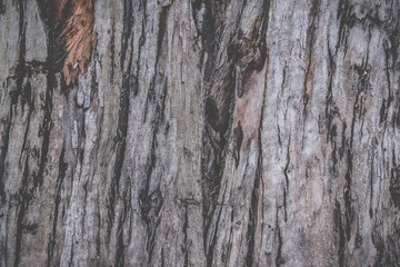 Textura de tronco de árbol