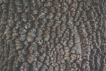 Textura de tronco de árbol