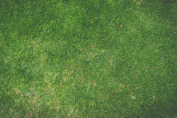 Textura de c&eacute;sped verde