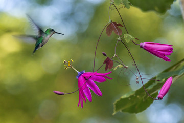 Beija-flor-de-fronte-violeta (Thalurania glaucopis) | Violet-capped Woodnymph