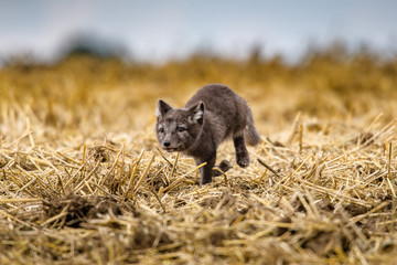 polar fox (Vulpes lagopus)