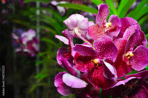 Unduh 9400 Koleksi Gambar Flora Dan Fauna Negara Malaysia Paling Baru HD