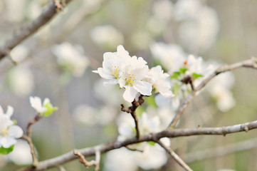 photo of blossoming tree brunch