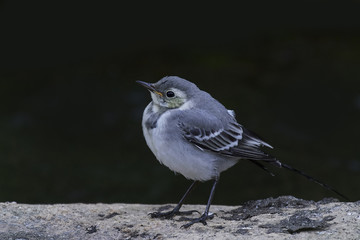 White wagtail (Motacilla alba)