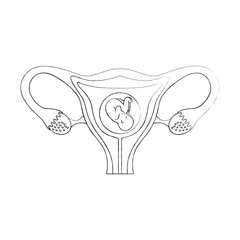 Female reproductive organ with fetus vector illustration design