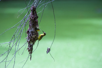 Olive backed sunbird(Yellow-bellied sunbird), Mother bird feeding baby in the nest.